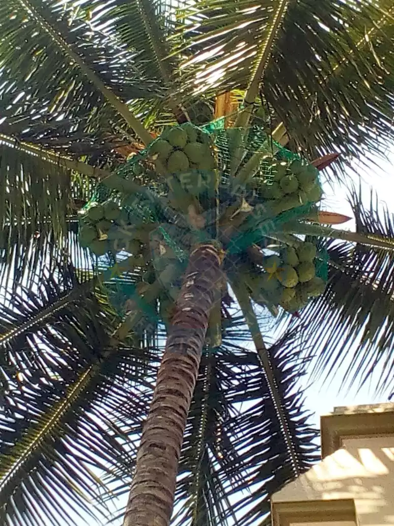 Coconut Tree Netting